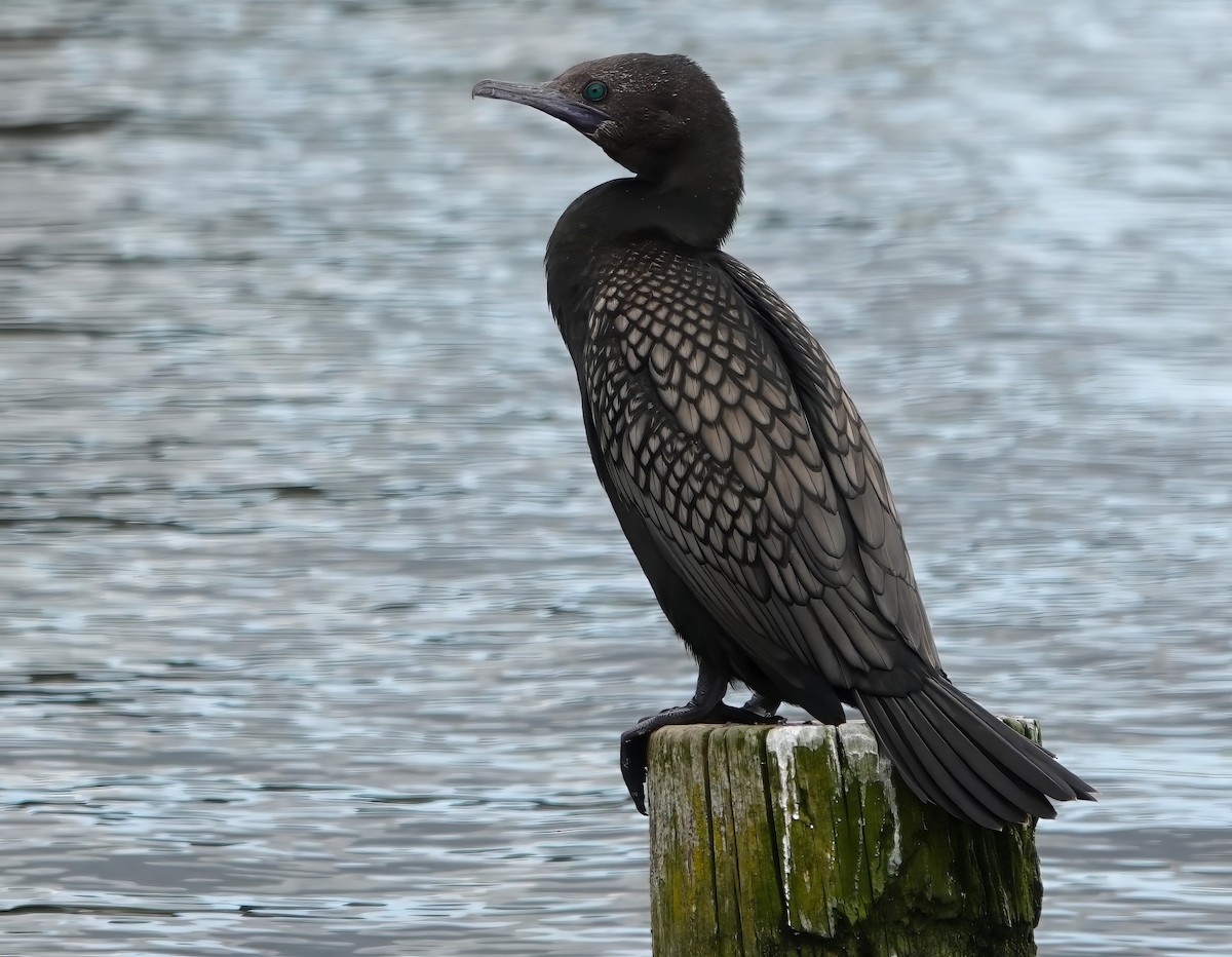 Ebird Australia Checklist Sep West Belconnen Pond Species