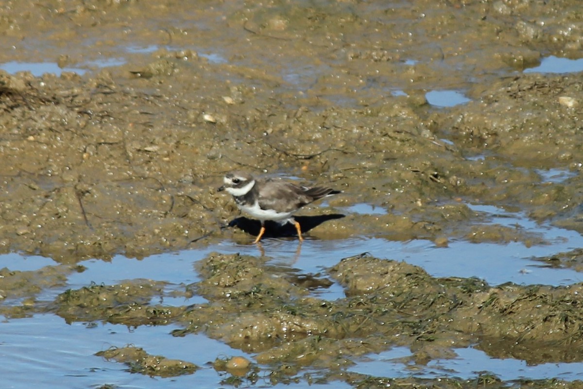 Common Ringed Plover - ML609088001