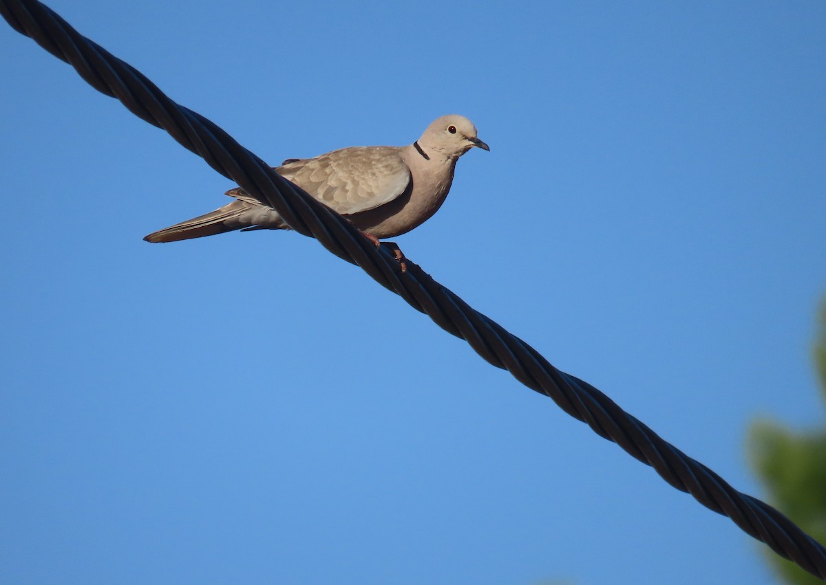 Eurasian Collared-Dove - ML609088098