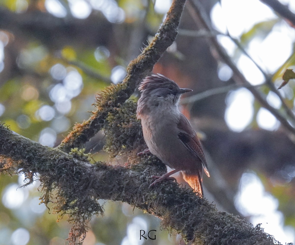 Rufous-throated Wren-Babbler - ML609088678