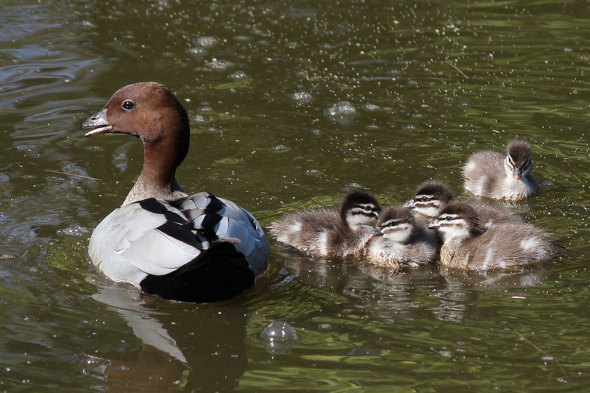 Maned Duck - ML609088717
