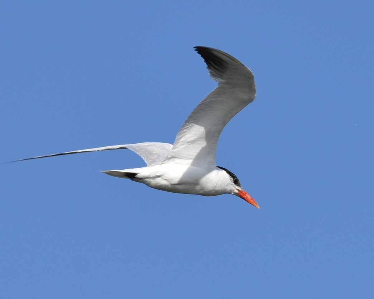 Caspian Tern - ML609088718