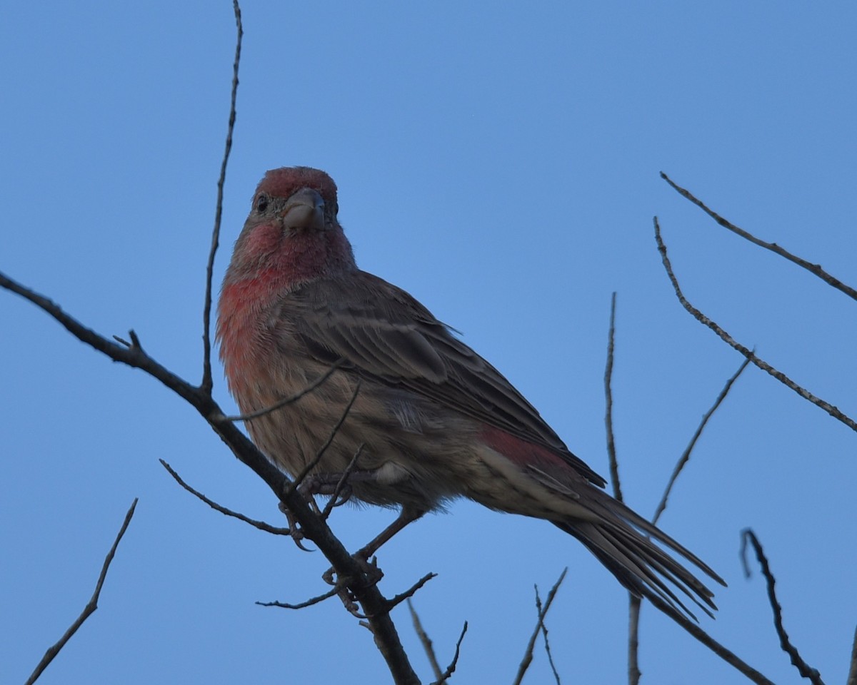House Finch - ML609088720