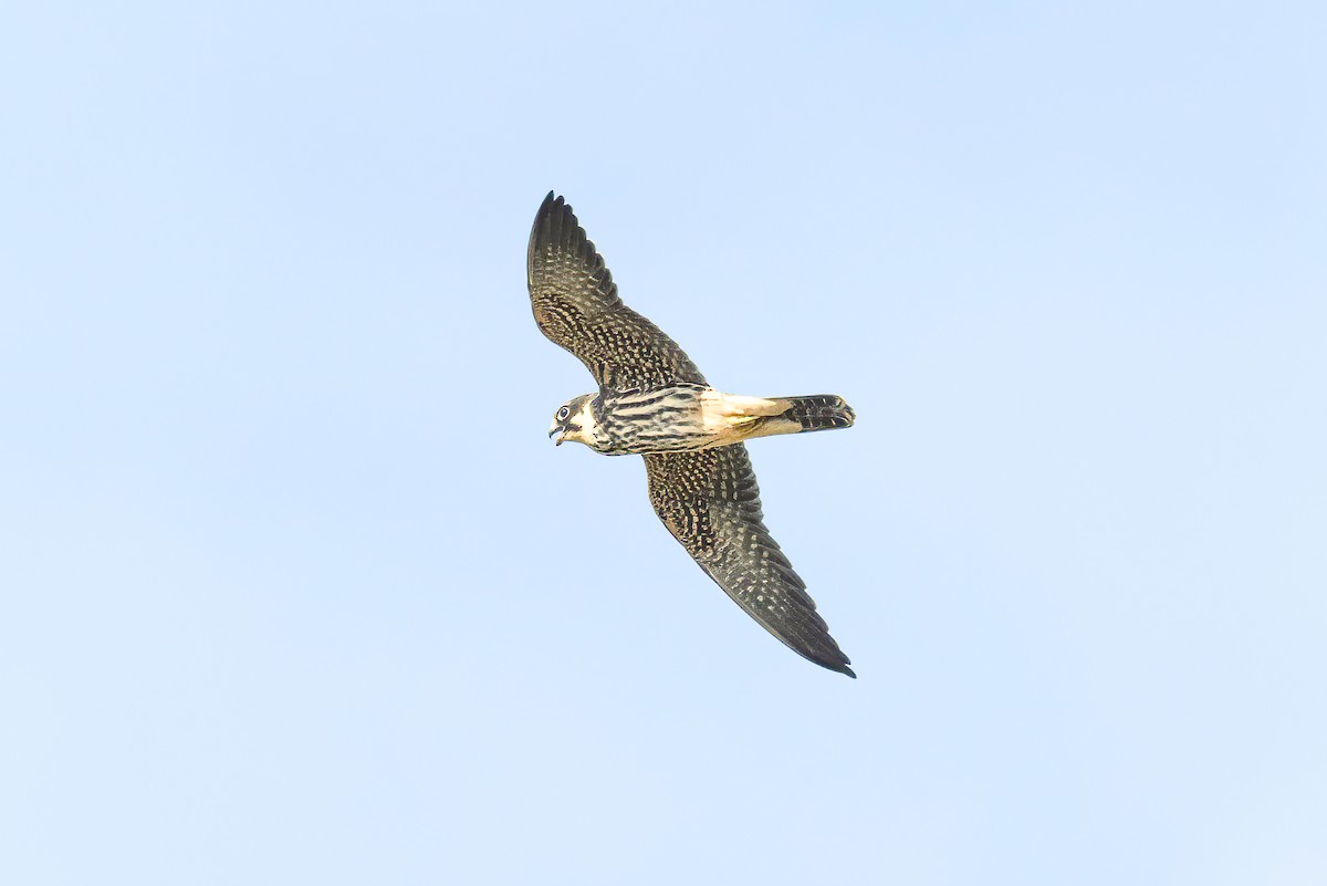 Eurasian Hobby - ML609088726