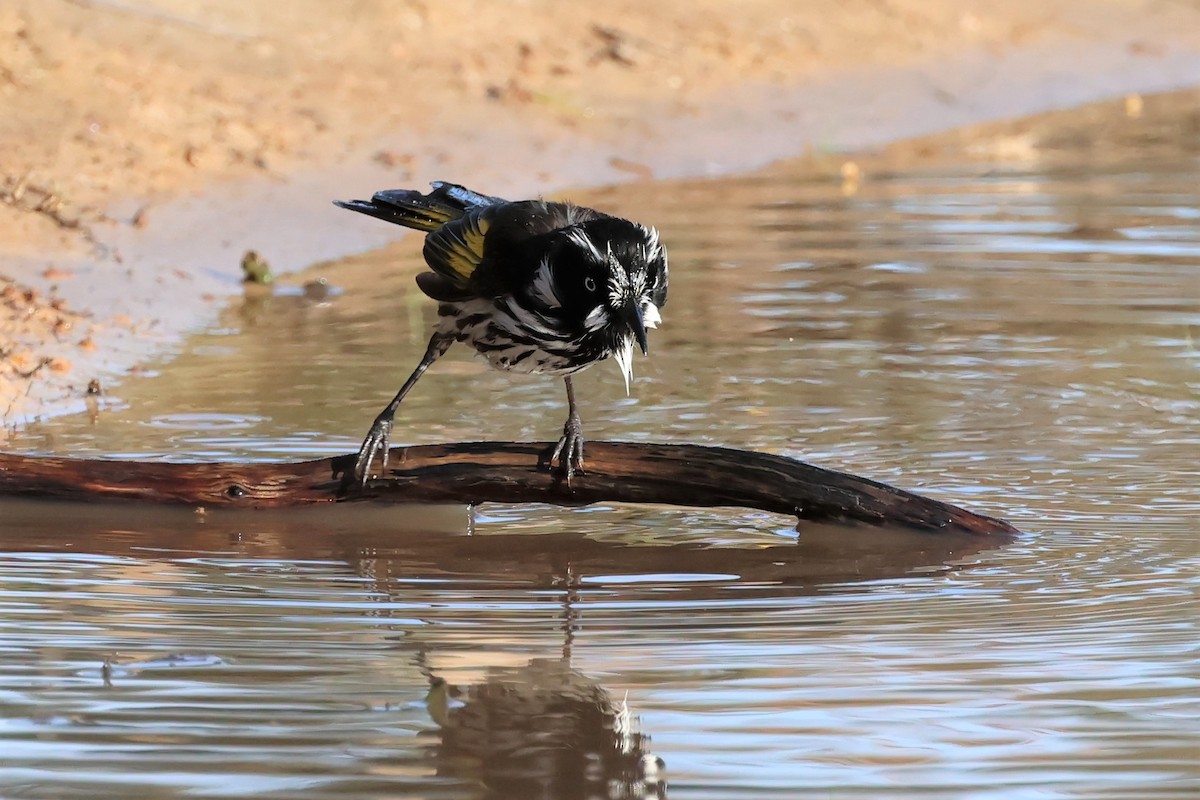 New Holland Honeyeater - ML609088744
