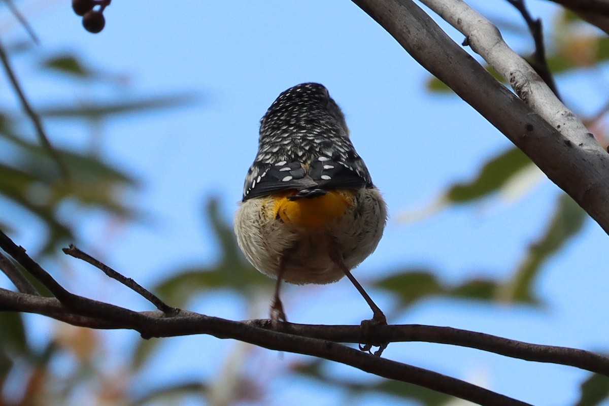Spotted Pardalote - ML609088747