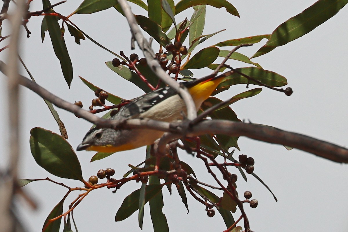 Spotted Pardalote - ML609088748
