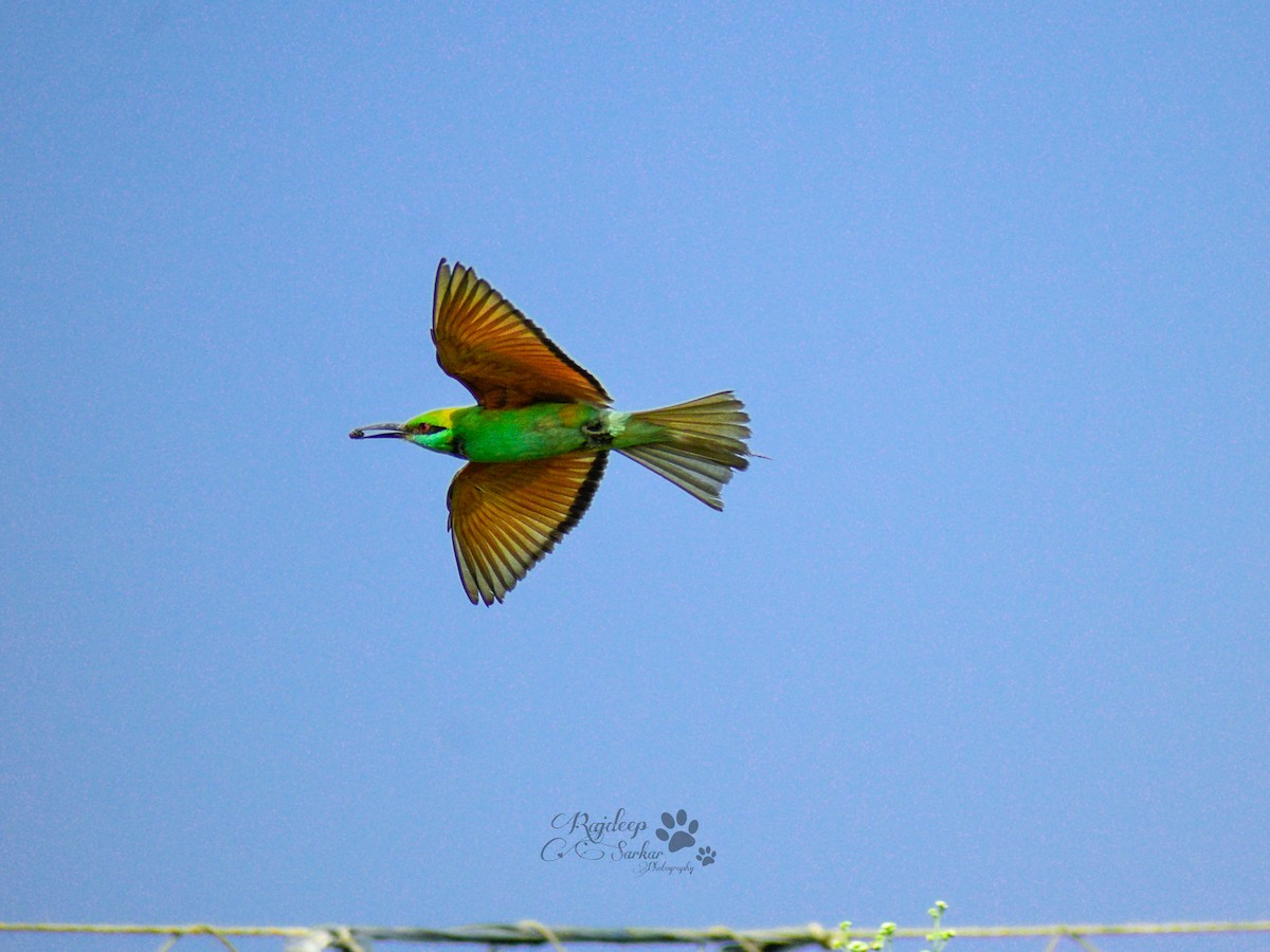Asian Green Bee-eater - ML609088749
