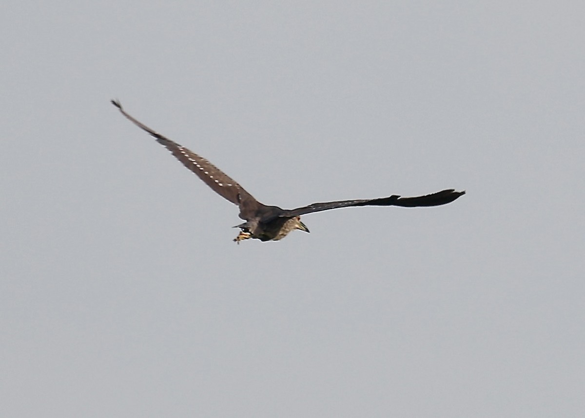 Black-crowned Night-Heron - ML609088758