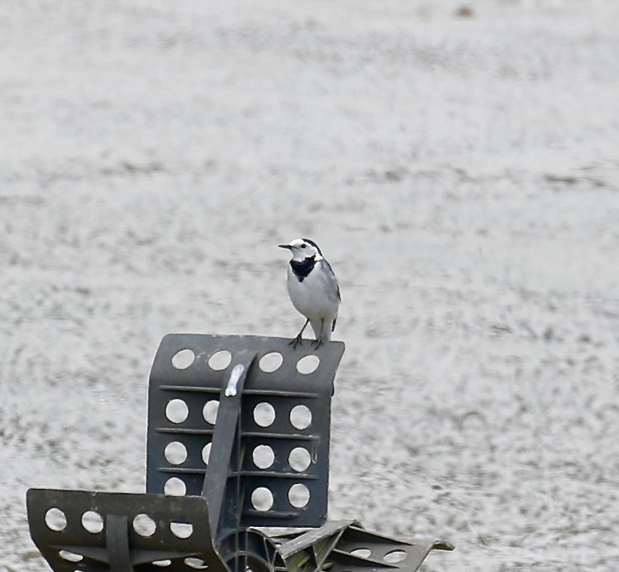 White Wagtail - ML609088807