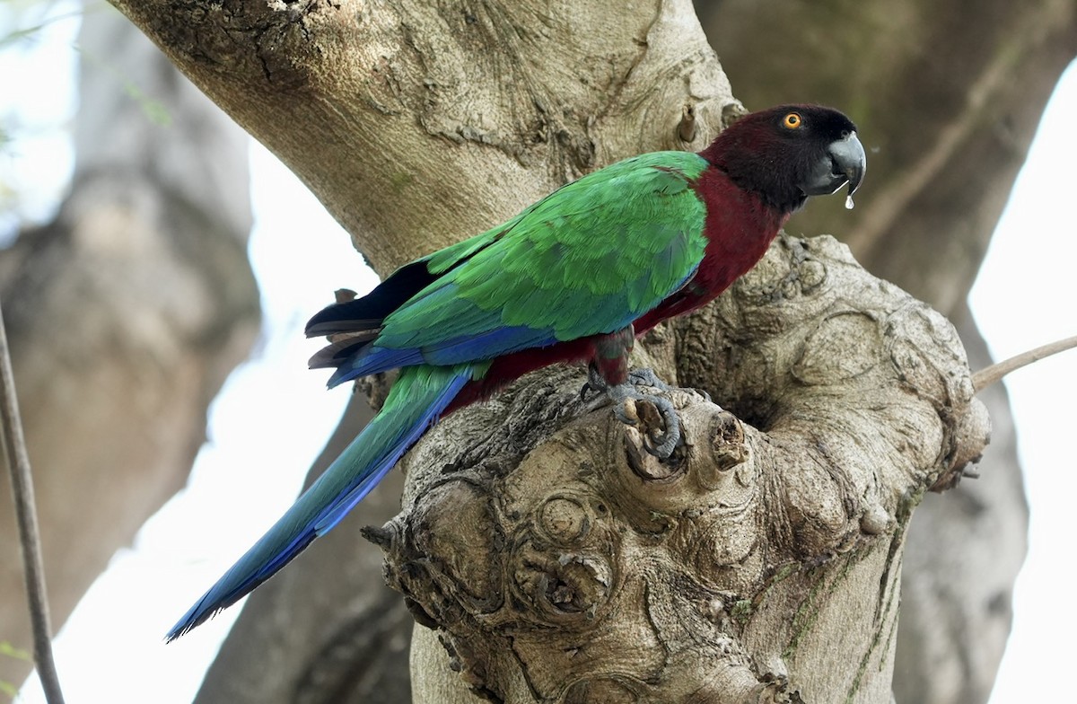 Red Shining-Parrot - ML609088851