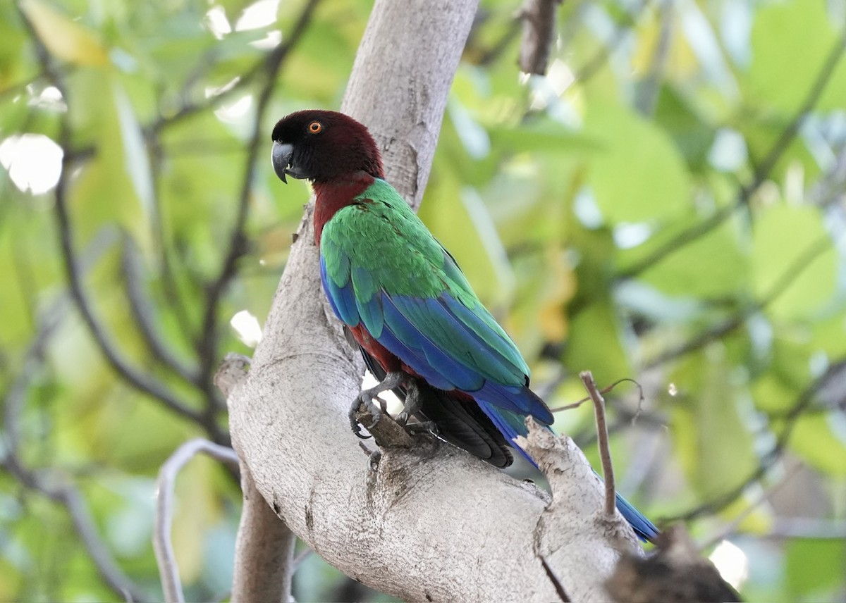 Red Shining-Parrot - ML609088853