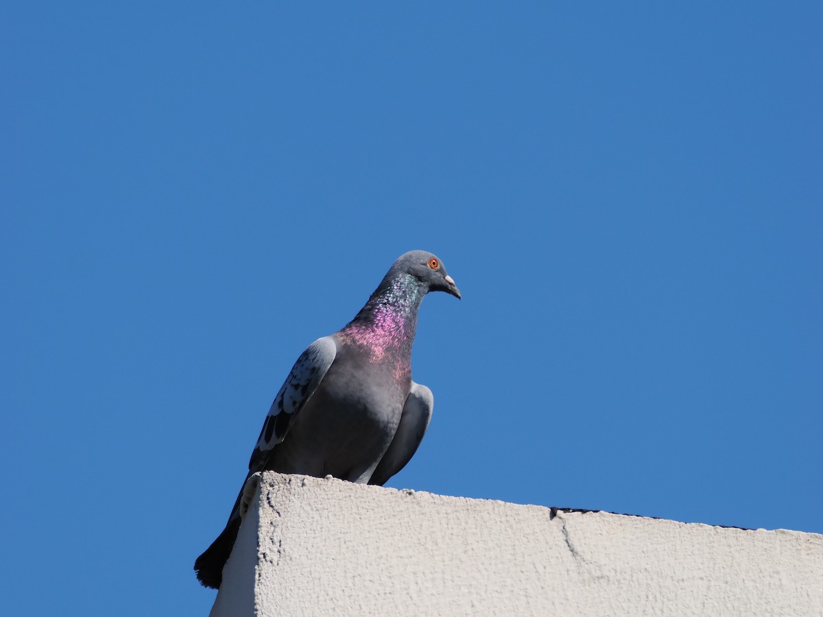 Rock Pigeon (Feral Pigeon) - ML609088957