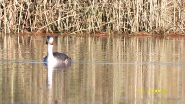 Great Crested Grebe - ML609089063