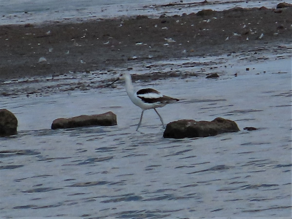 American Avocet - Patricia and Richard Williams