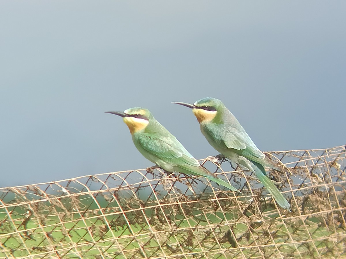 Blue-cheeked Bee-eater - ML609089290