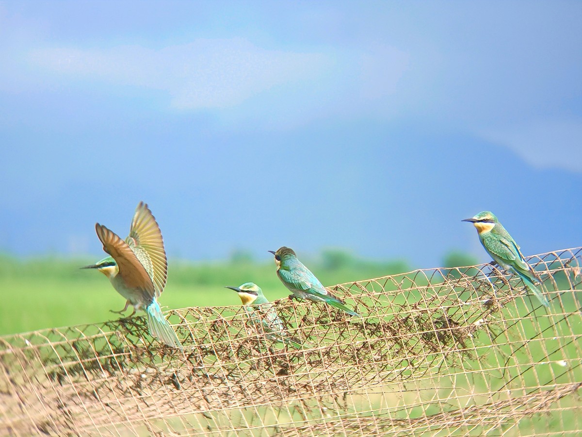 Blue-cheeked Bee-eater - ML609089291