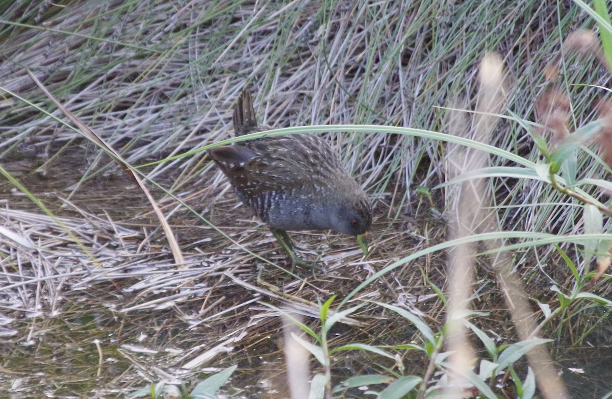 Australian Crake - ML609089296