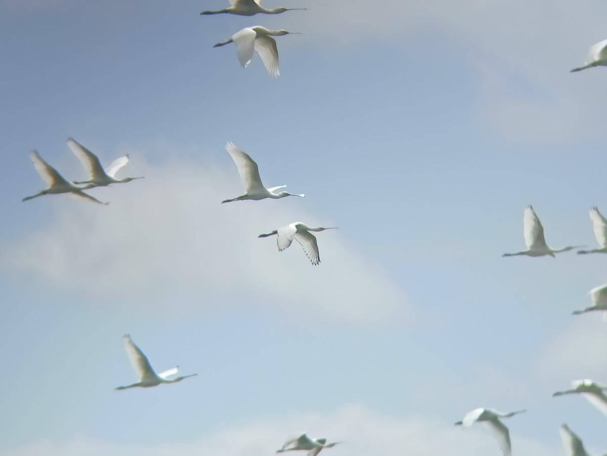 Eurasian Spoonbill - ML609089303