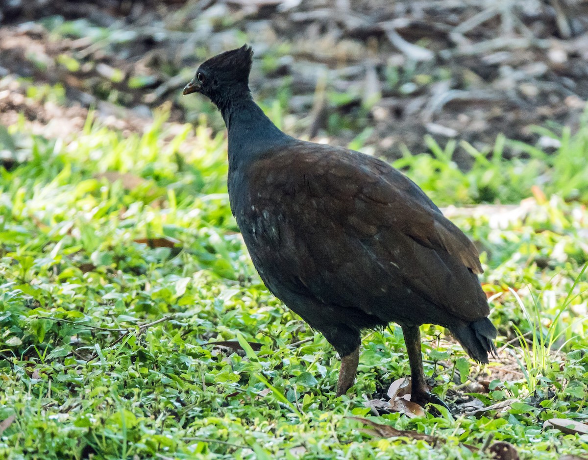 Orange-footed Megapode - Russell Scott