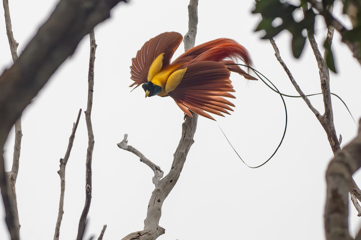 Red Bird-of-Paradise - Phil Chaon