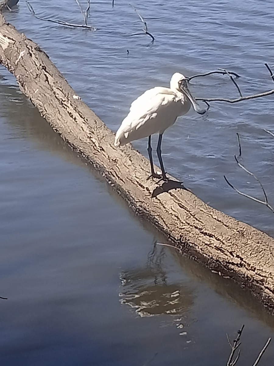 Royal Spoonbill - ML609089363