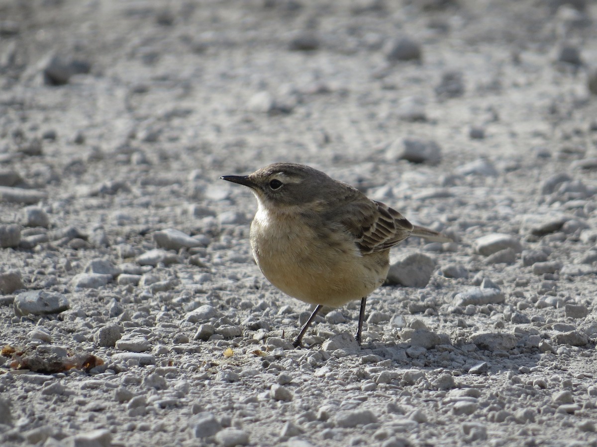 Water Pipit - ML609089474