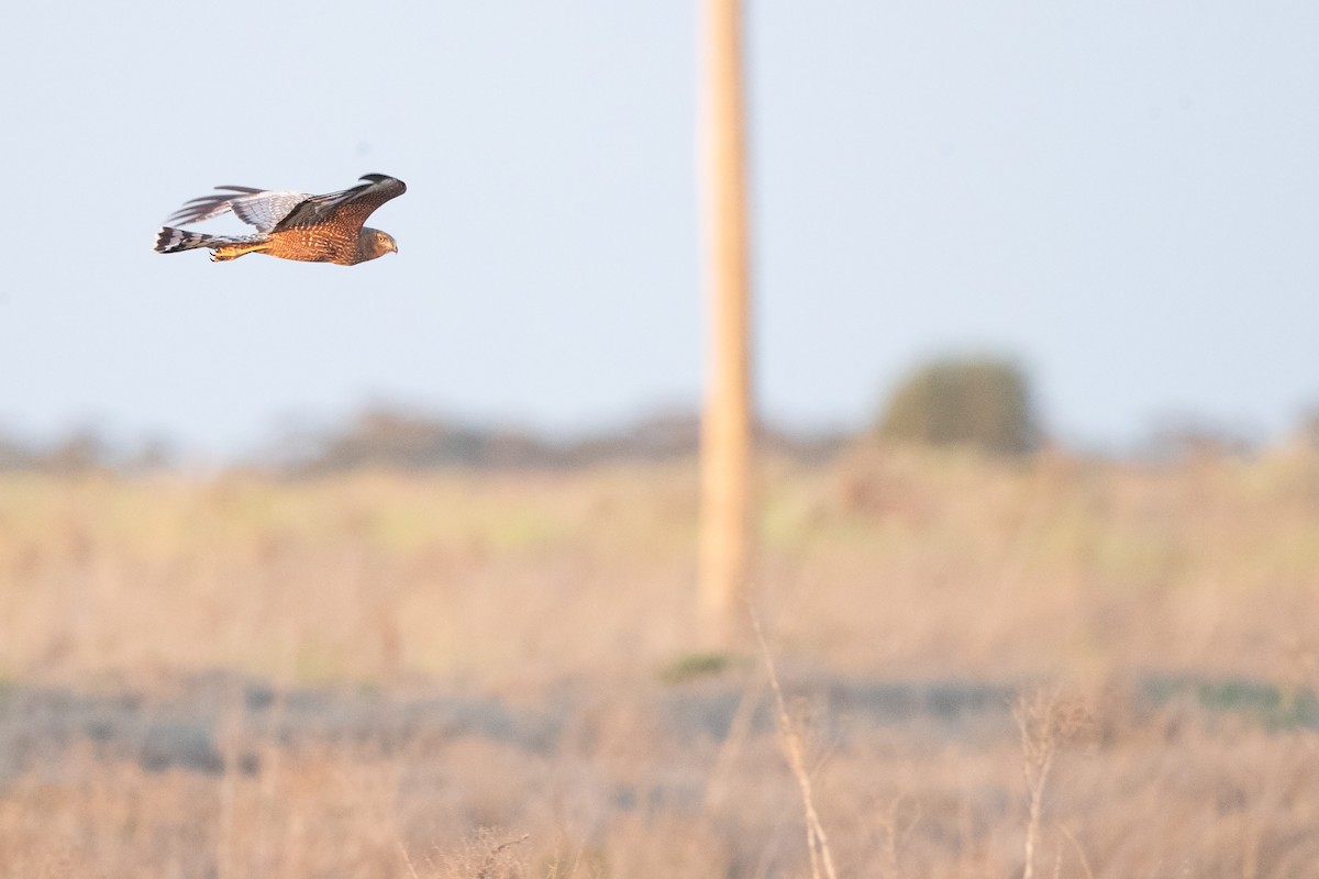 Spotted Harrier - Chris Murray
