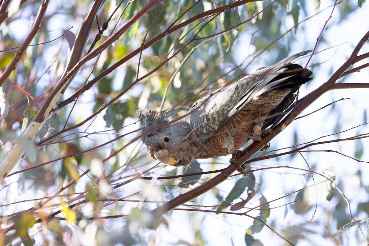 Gang-gang Cockatoo - ML609089617