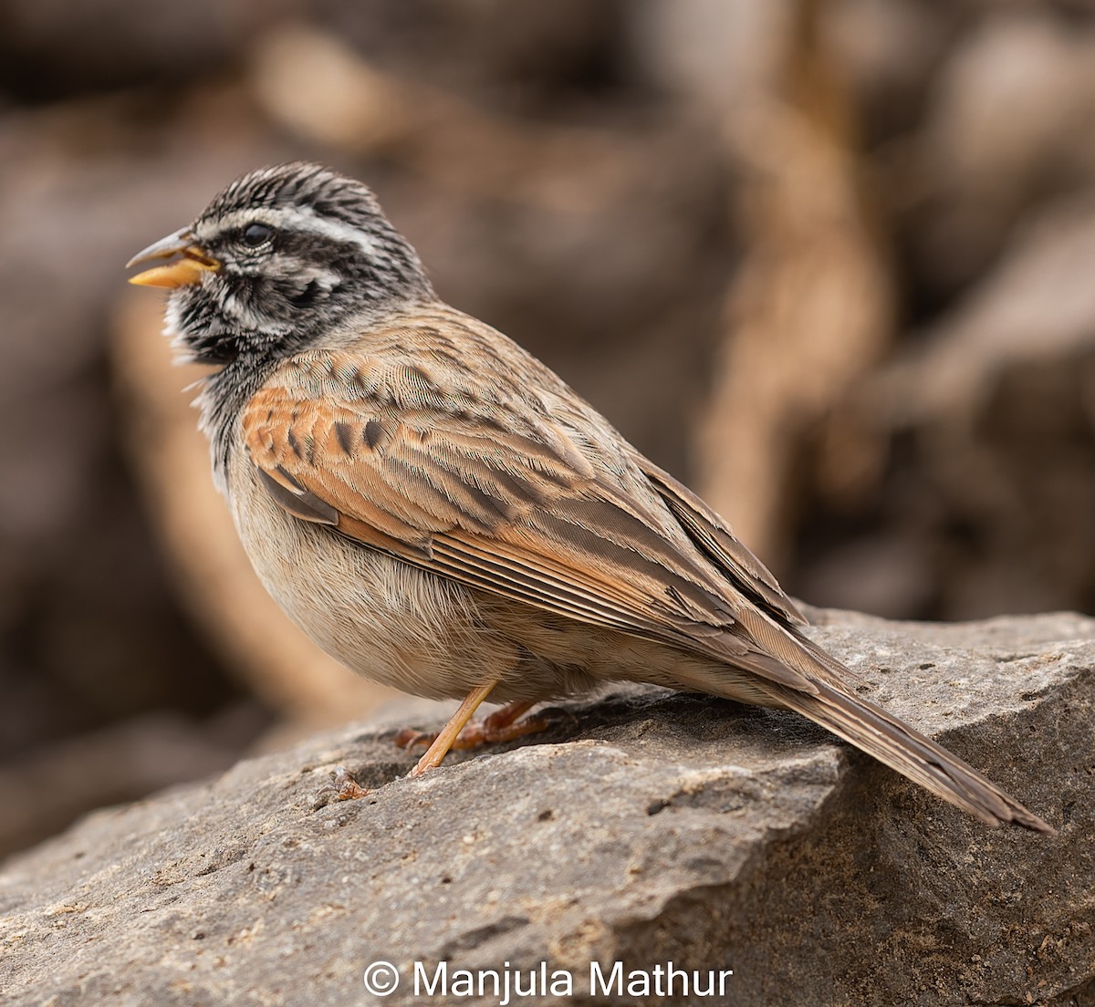 Striolated Bunting - ML609089640