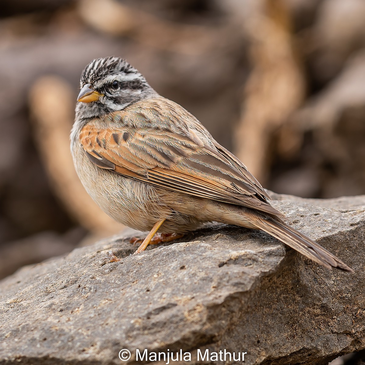 Striolated Bunting - ML609089643