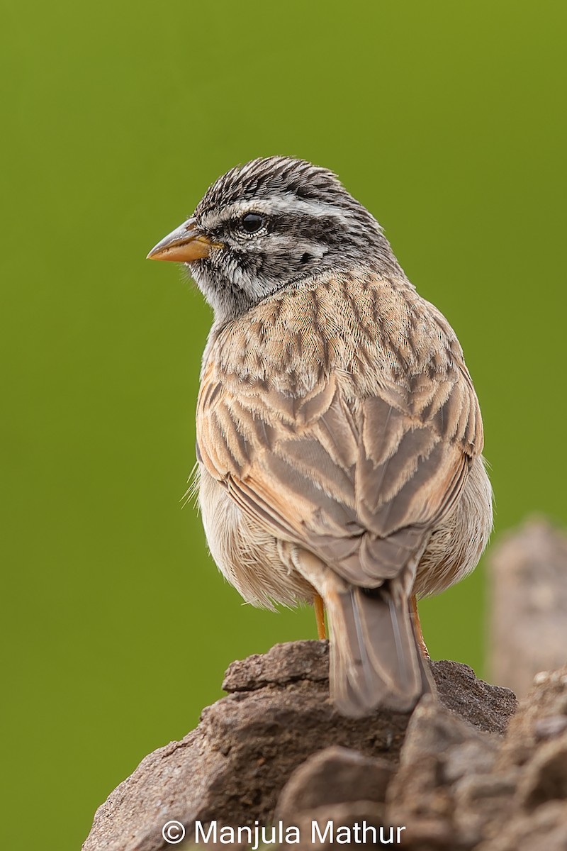 Striolated Bunting - ML609089644