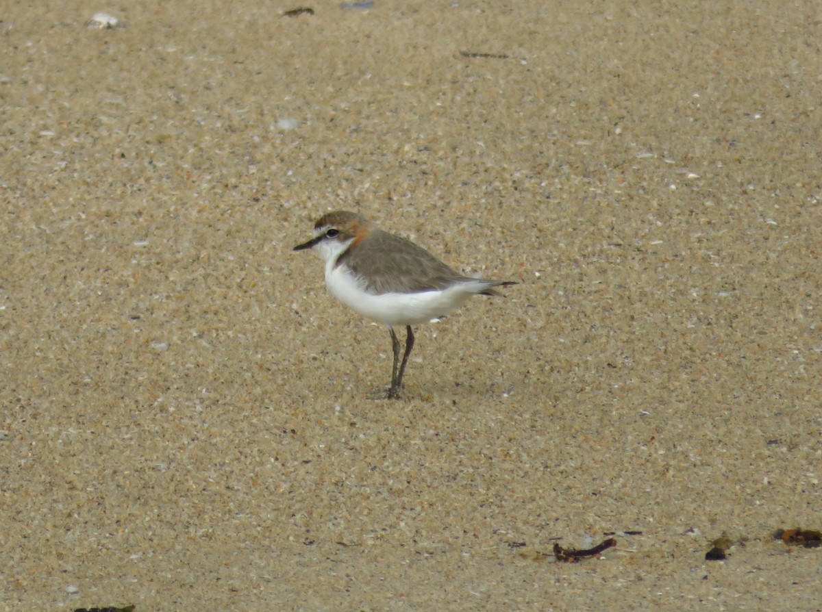 Red-capped Plover - ML609089700