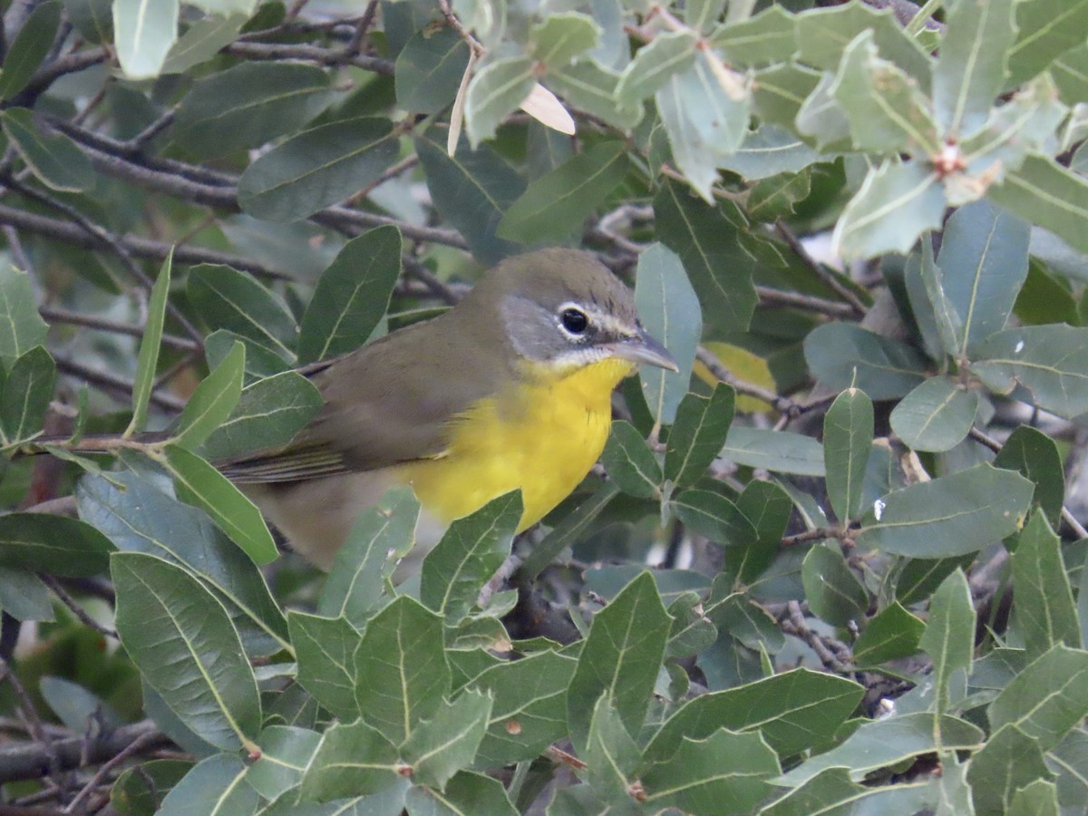 Yellow-breasted Chat - ML609090198