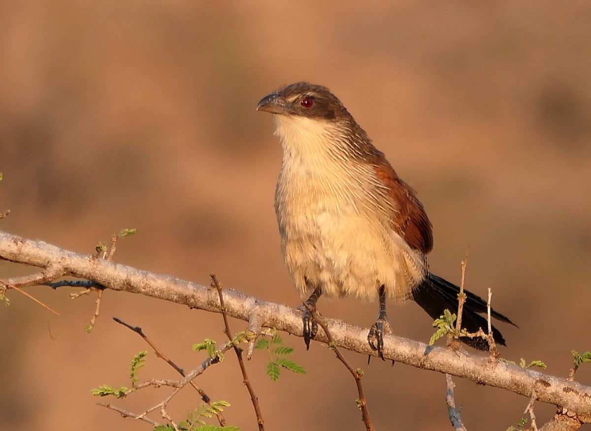 White-browed Coucal (Burchell's) - ML609090292