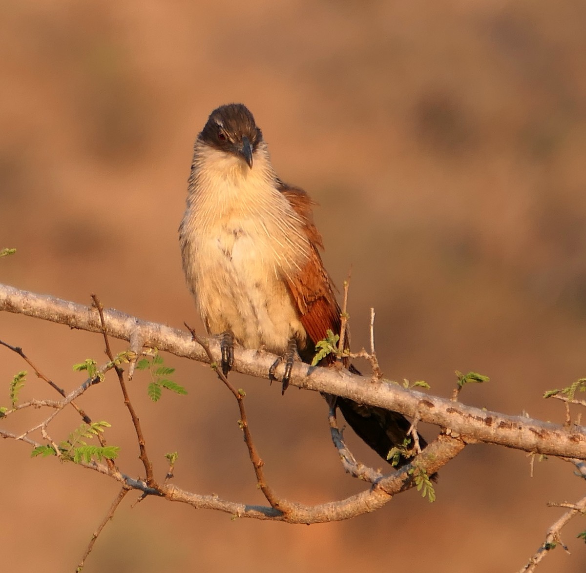 White-browed Coucal (Burchell's) - ML609090293