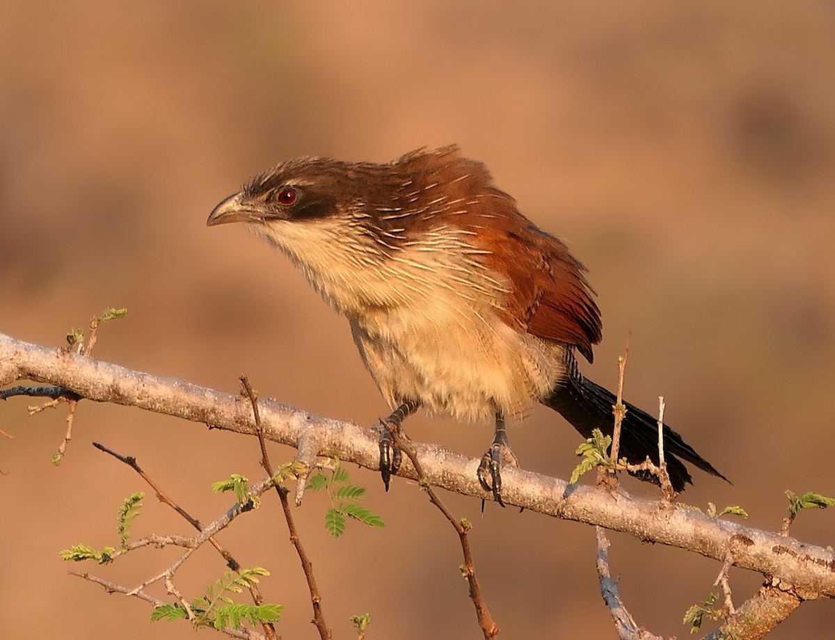 White-browed Coucal (Burchell's) - ML609090294