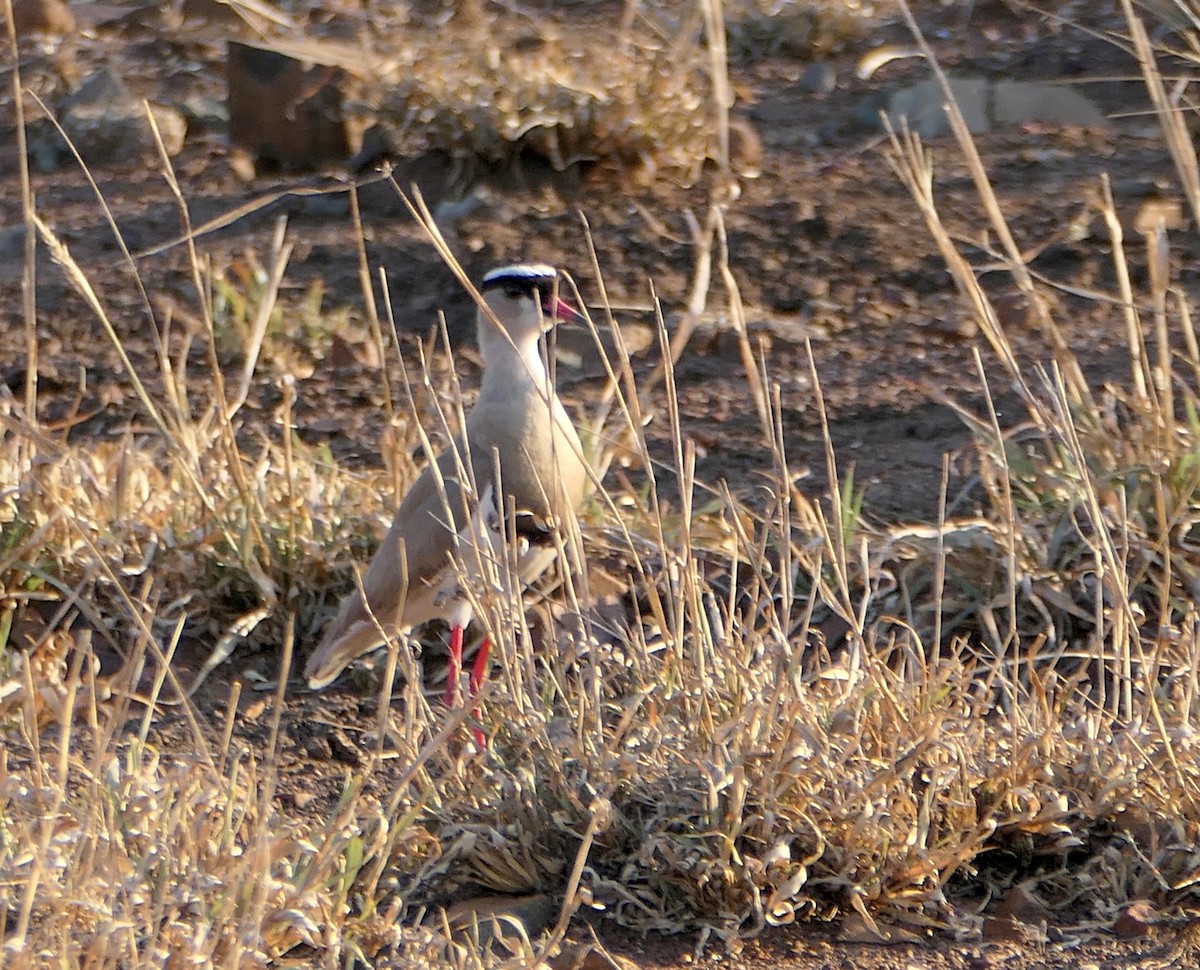 Crowned Lapwing - ML609090296