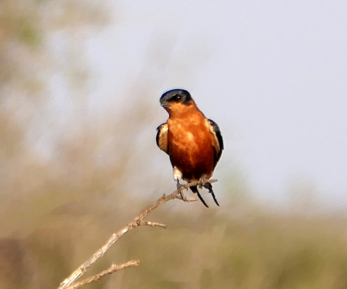 Rufous-chested Swallow - ML609090313