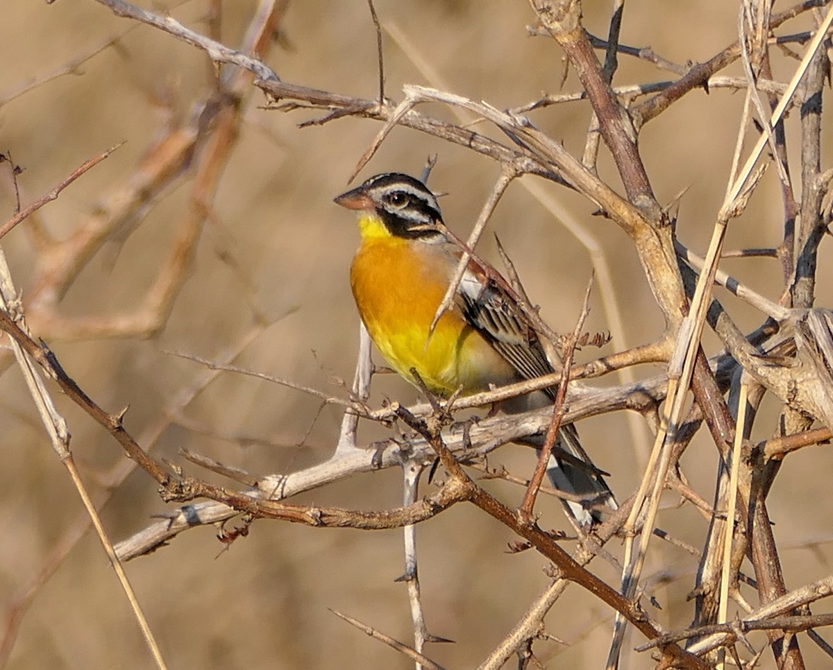 Golden-breasted Bunting - ML609090321