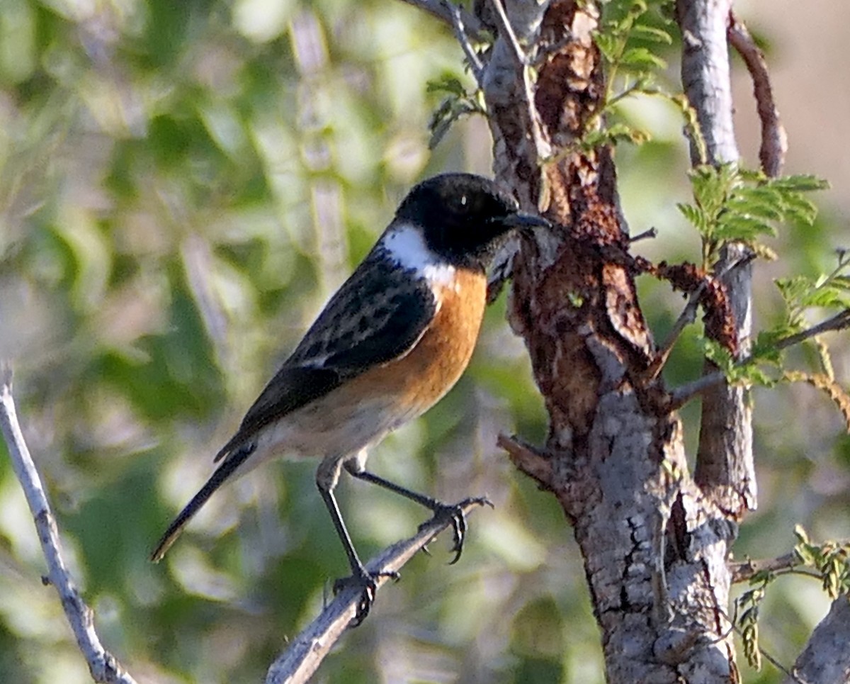 African Stonechat - ML609090331