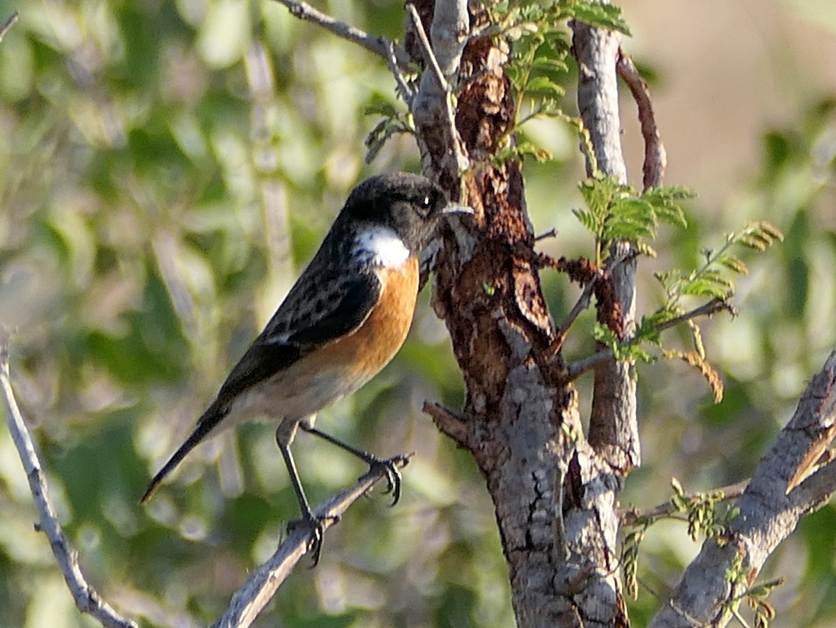 African Stonechat - ML609090332