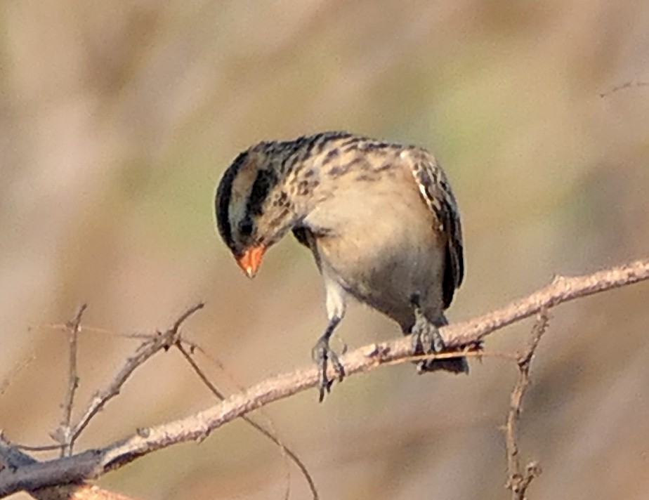 Pin-tailed Whydah - ML609090348