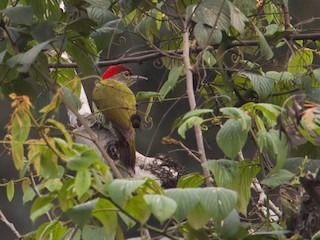 Macho - Lars Petersson | My World of Bird Photography - ML609090370