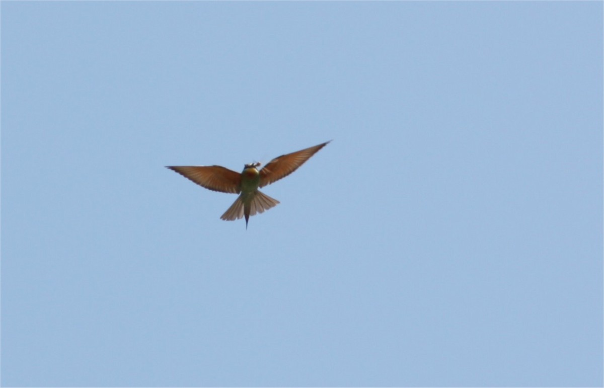Blue-cheeked Bee-eater - Mark Baker