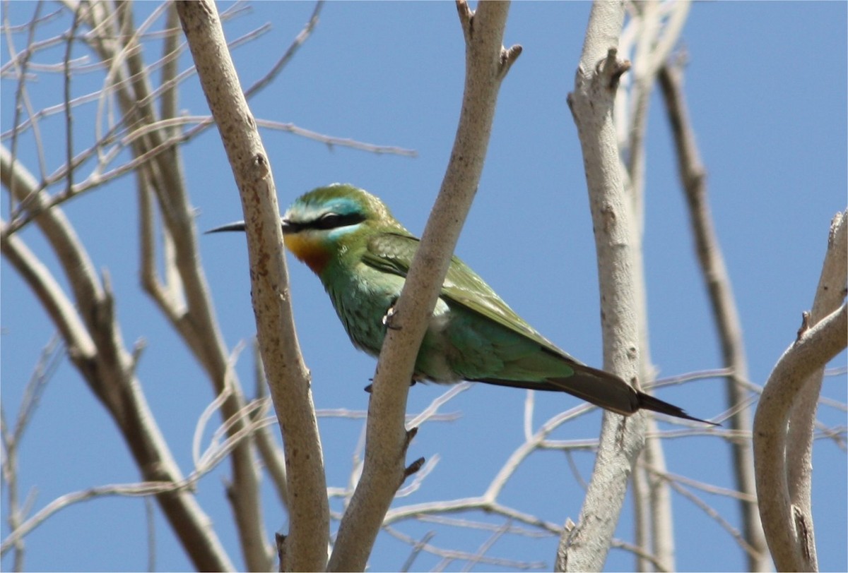 Blue-cheeked Bee-eater - ML609090456