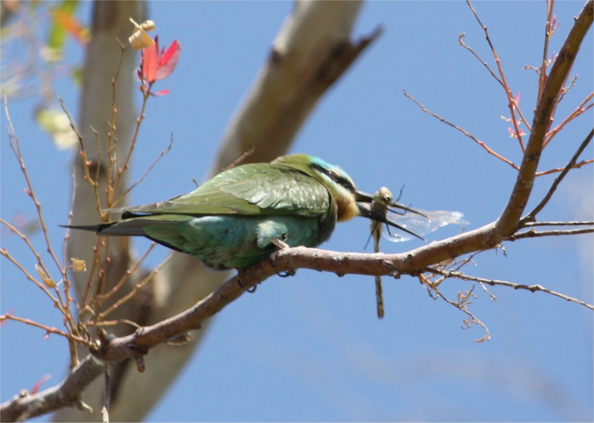 Blue-cheeked Bee-eater - ML609090457