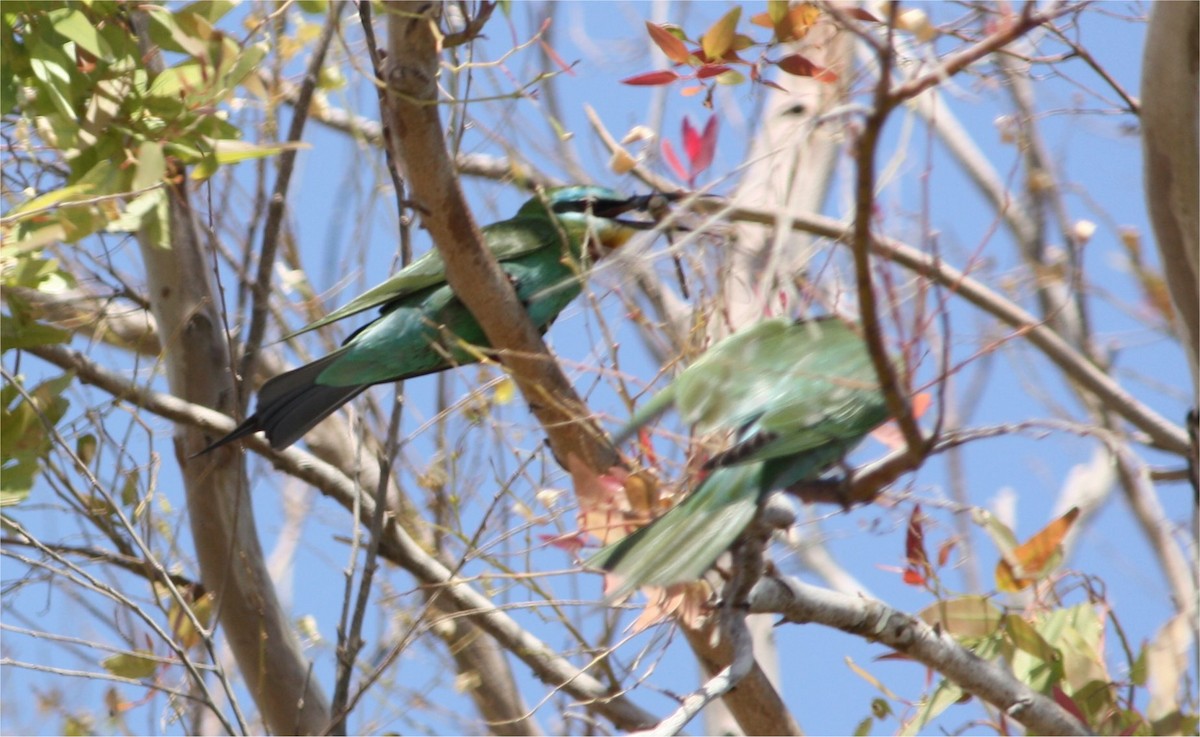 Blue-cheeked Bee-eater - ML609090459