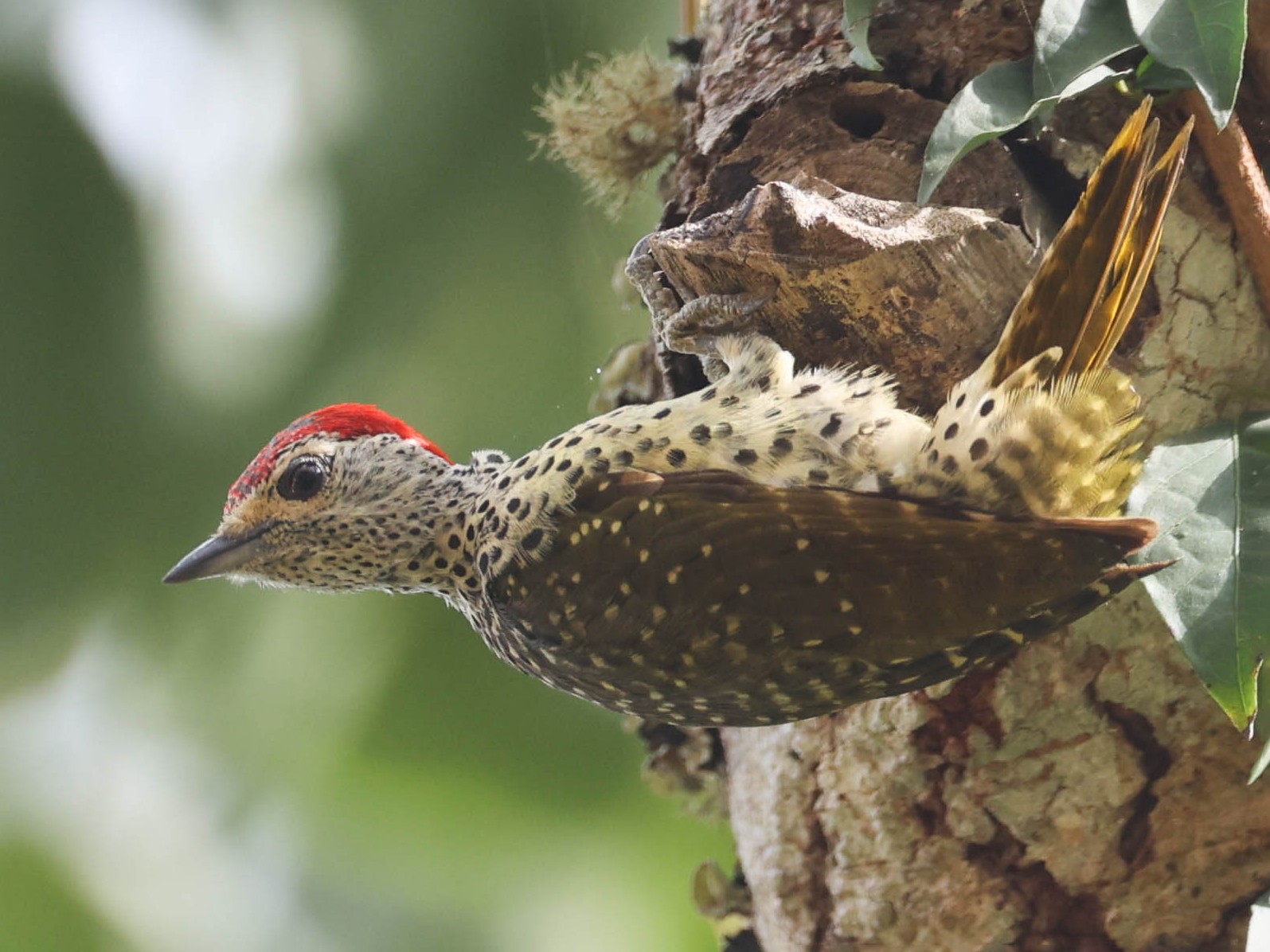 Green-backed Woodpecker - Raymond  Birkelund