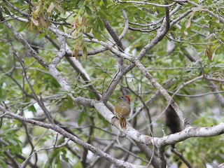  - Green-backed Woodpecker